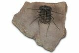 Flying Ceratonurus Trilobite - Top Quality Prep #354582-3